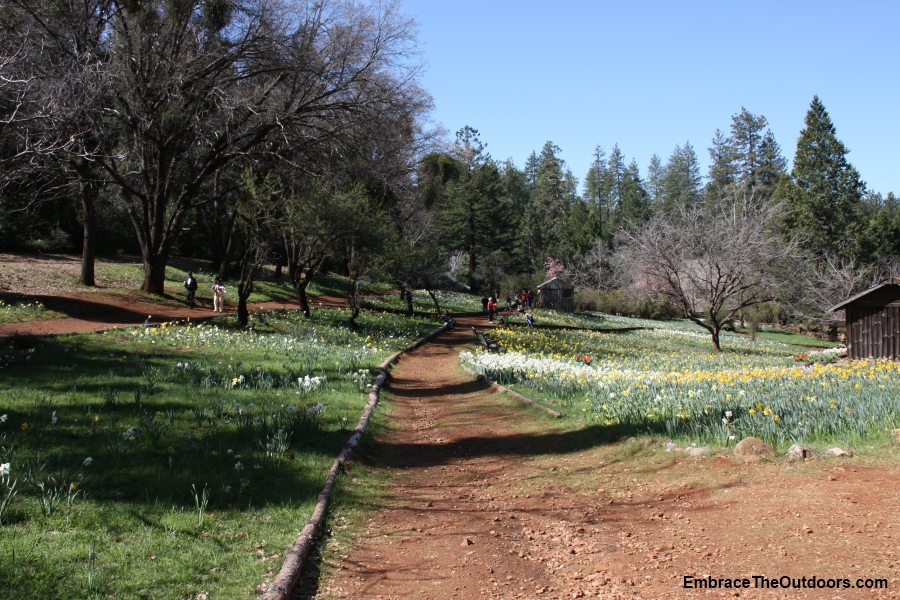 Embrace the Outdoors Daffodil Hill