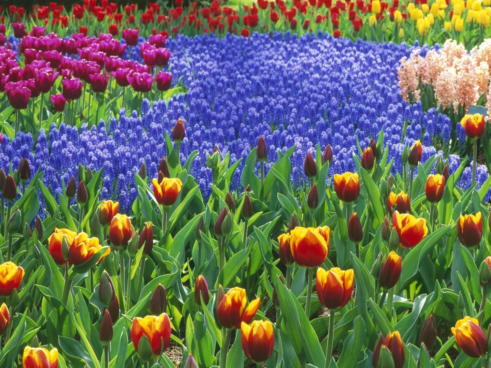flores cidade jardim:Flower Garden flores cidade jardim:Flower Garden