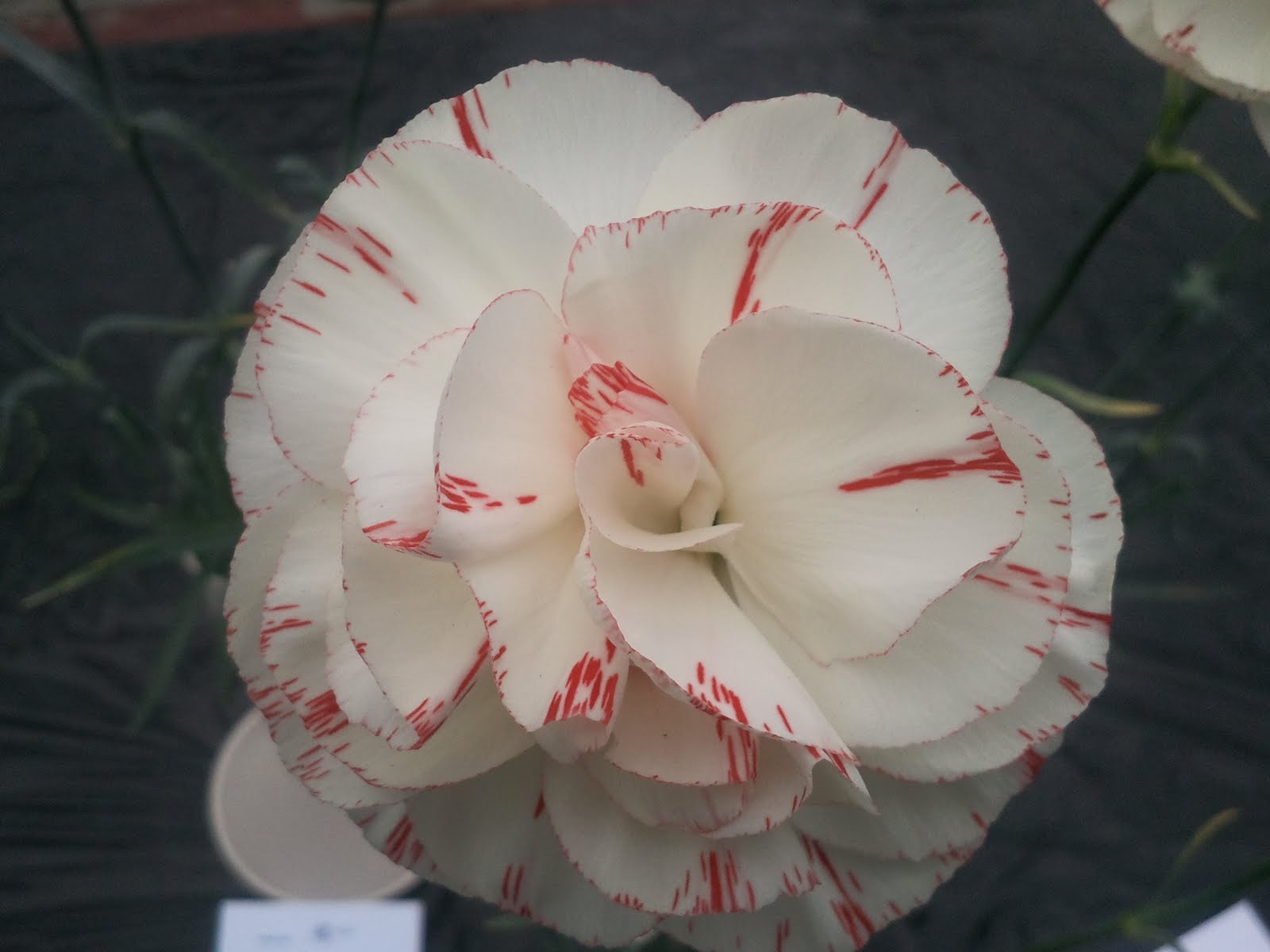 Breeding and Showing Flowers Border Carnations