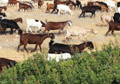 gambar peluang usaha ternak kambing