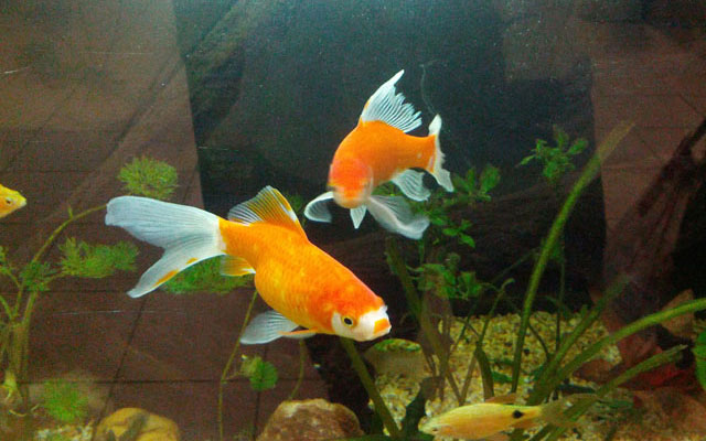 Gambar Ikan Koki Gambar Ikan Koki