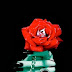 Imágenes de amor - Imágenes de San Valentín - Mano sujetando hermosa flor roja 