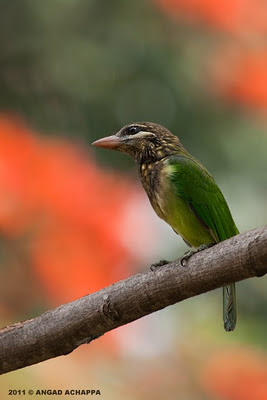 small green barbet or white-cheeked barbet
