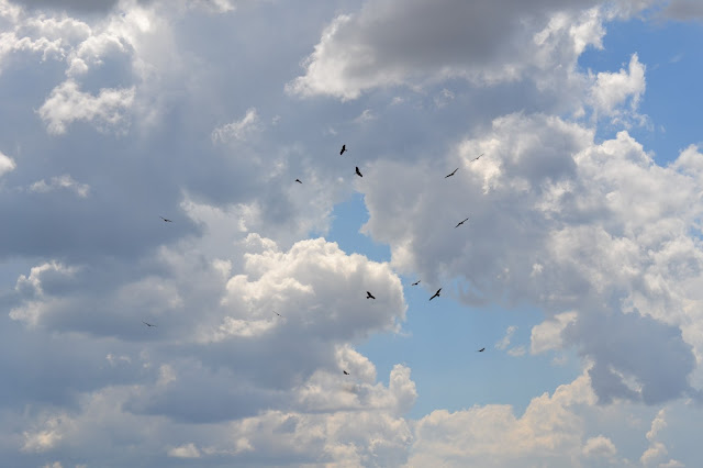 Vultures circling.....