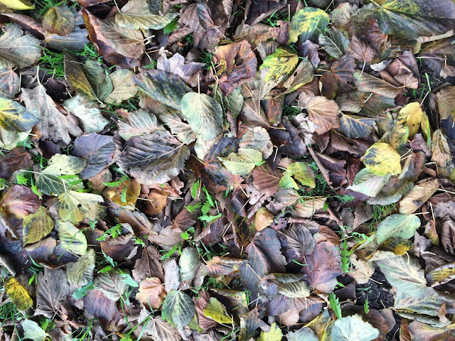 Lime (Linden) leaf-fall. Hayes, 4 November 2015. Lime (Linden) leaf-fall. Hayes, 4 November 2015.