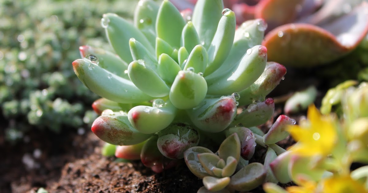 Kristen Roberts Photography: Succulent Garden