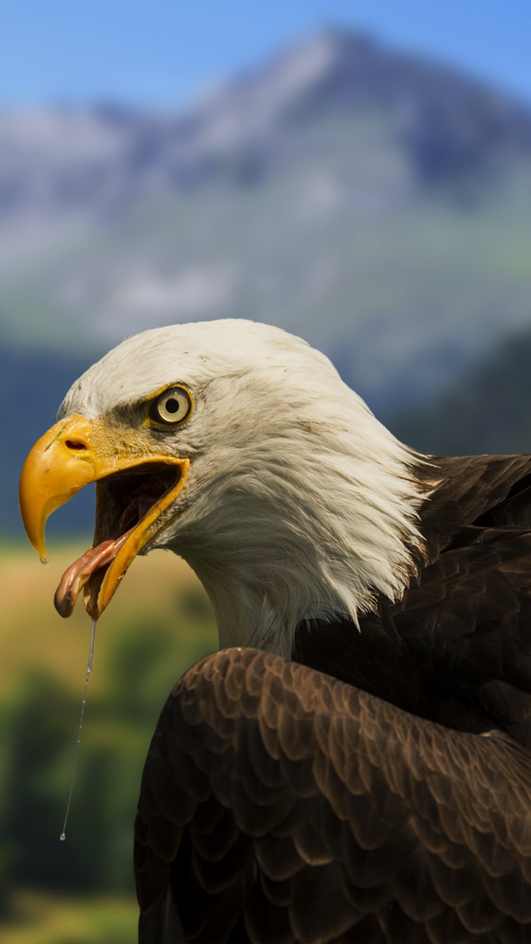 Impressive Bald Eagle for Samsung Galaxy and iPhone: 1080x1920