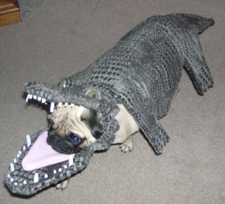 Funny Dog Halloween Costumes