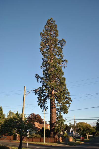 Vancouver Island Big Trees: Largest Tree In Victoria, BC Is A Giant Sequoia