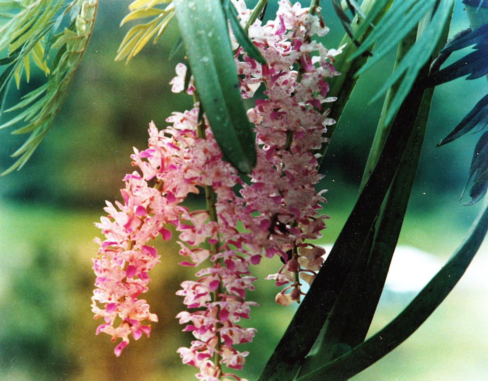 bagchiblog Orchids of Meghalaya