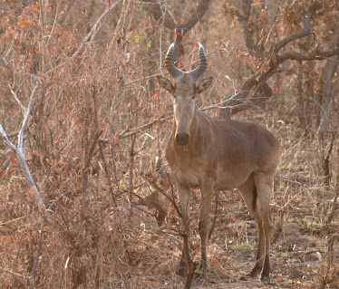 Hartebeest - eller Bubale på fransk.