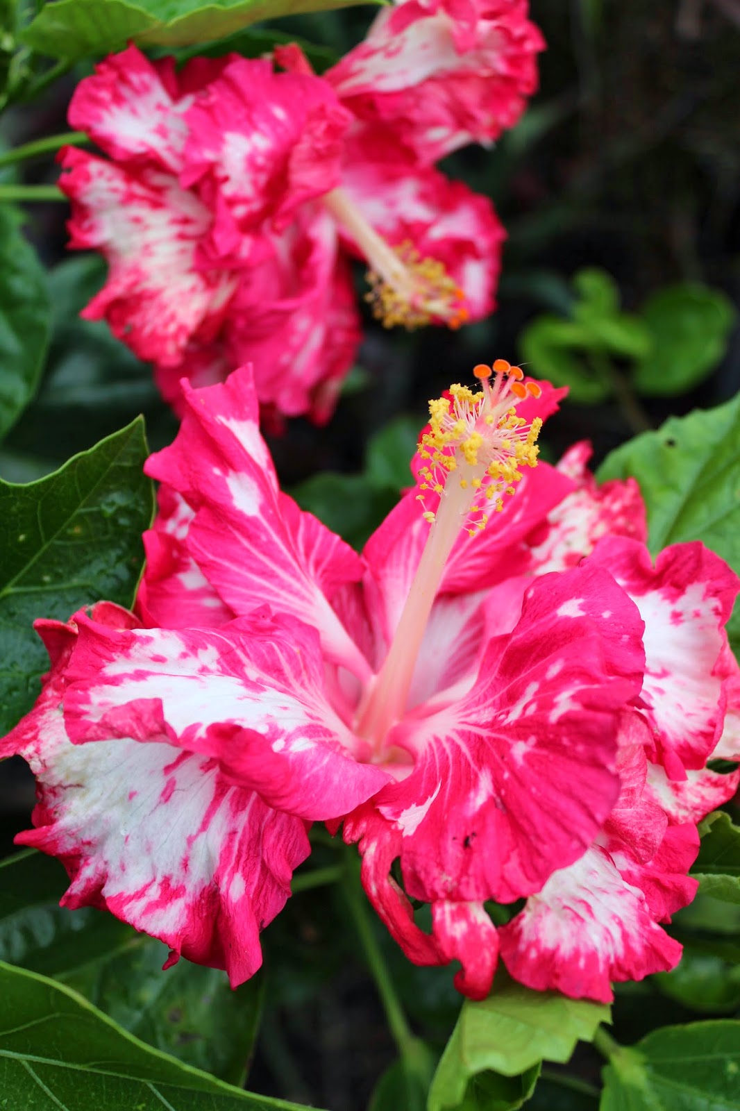 Florez Nursery: Hibisc...