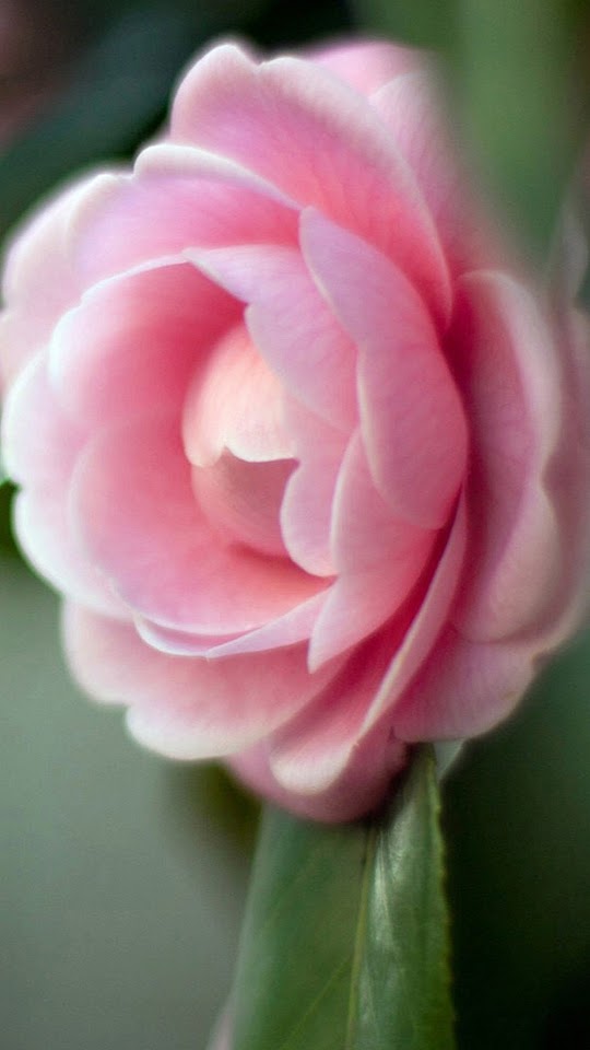 Pink Camellia Htc One M8 Android Wallpaper