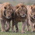 Battue par 7 hommes, elle se sauve mais se retrouve devant 3 lions, la suite est inimaginable
