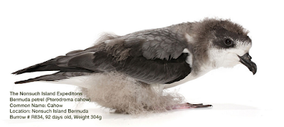 Source: http://www.nonsuchisland.com/blog/2015/7/13/amazing-cahow-facts