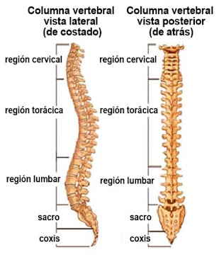 COLUMNA VERTEBRAL