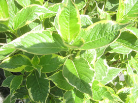 Future Plants By Randy Stewart Weigela