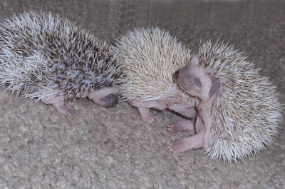 hodowla Igielnik, jeż pigmejski, sprzedam jeże pigmejskie, sprzedaż atelerix albiventris, hodowla Igielnik, jeż pigmejski, sprzedam jeże pigmejskie, sprzedaż atelerix albiventris,