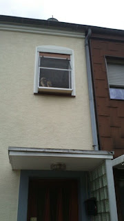 Fensterbalkon für Katzen Katzennetz-Profi