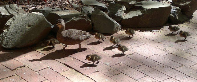 A mother duck leads her eight ducklings along the pavement in the hospital garden.