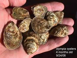 restring oysters olympia oysters resistant to acidity