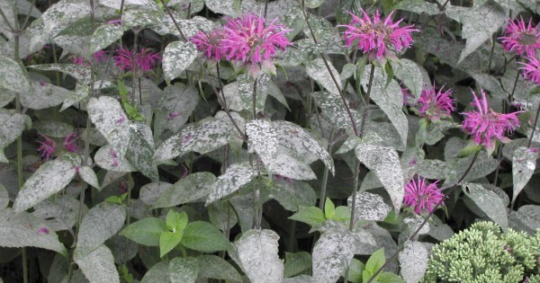 mold on bee balm plant mold on bee balm plant