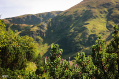 Tatry Pines in the High Tatras