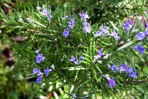 Rosemary Plant to keep Mosquitoes Away
