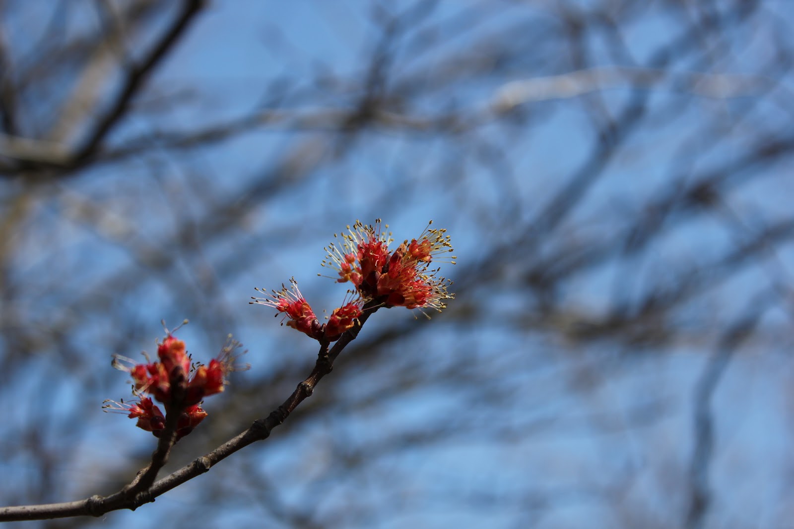 Biological Thinking Maples In Early Spring