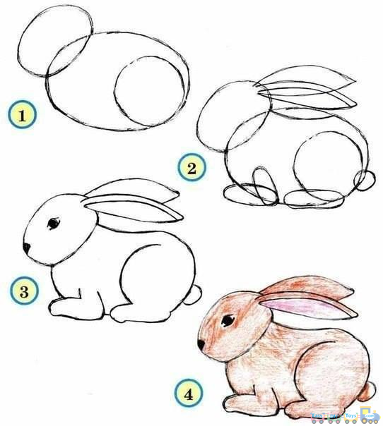Drawing Simple Animal Rabbit pics Drawing Simple Animal Rabbit pics