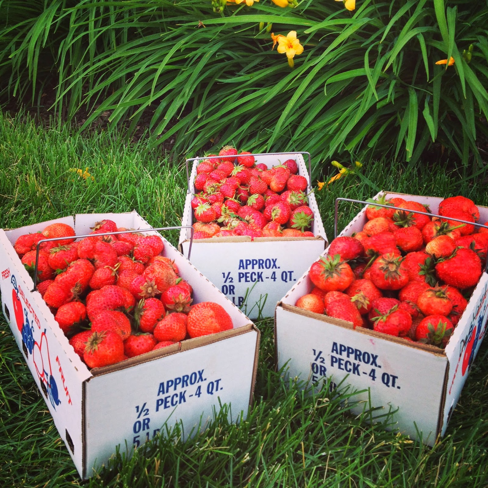...and chaos ensued Roasted Strawberry Barbecue Sauce