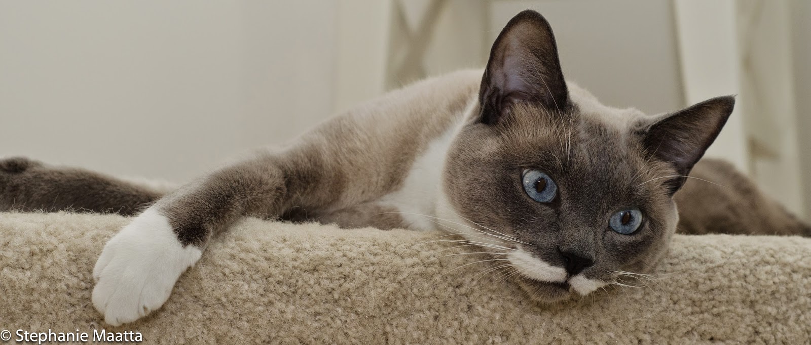 I See Something, copyright 2014, Stephanie Maatta Smith image of Siamese cat laying on stairs