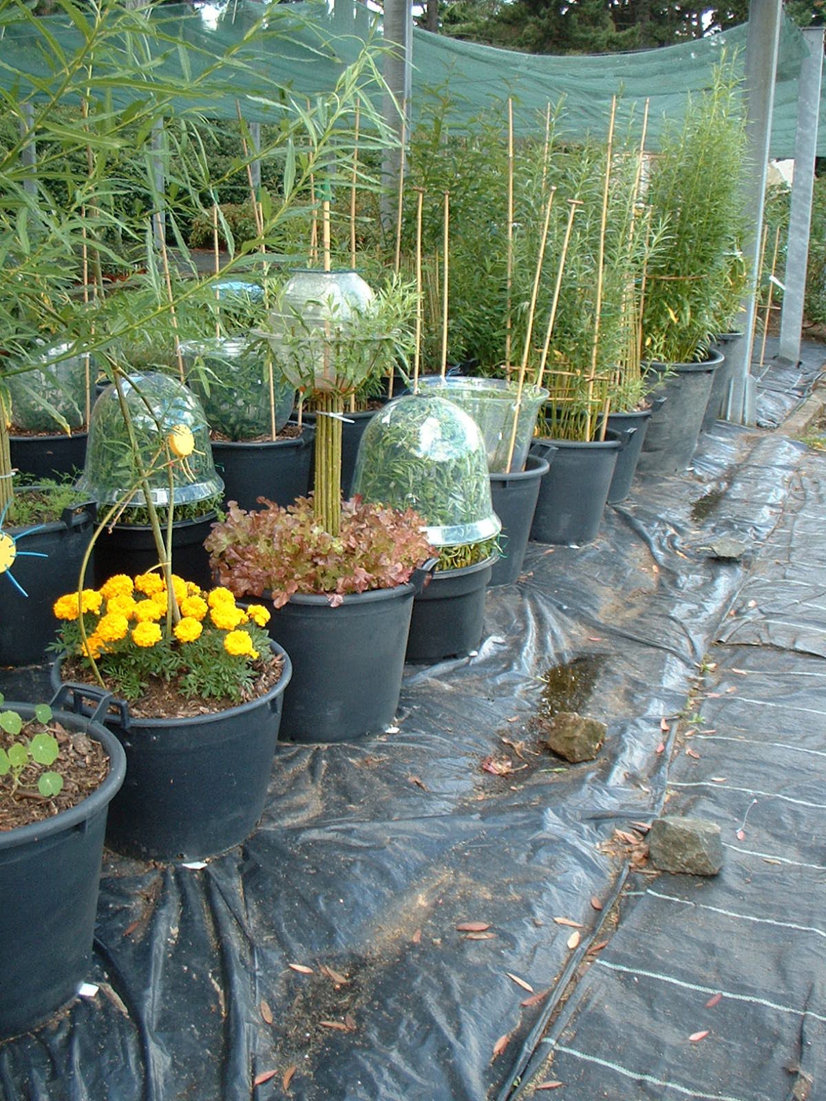 rencontre autour du saule bouxurulles