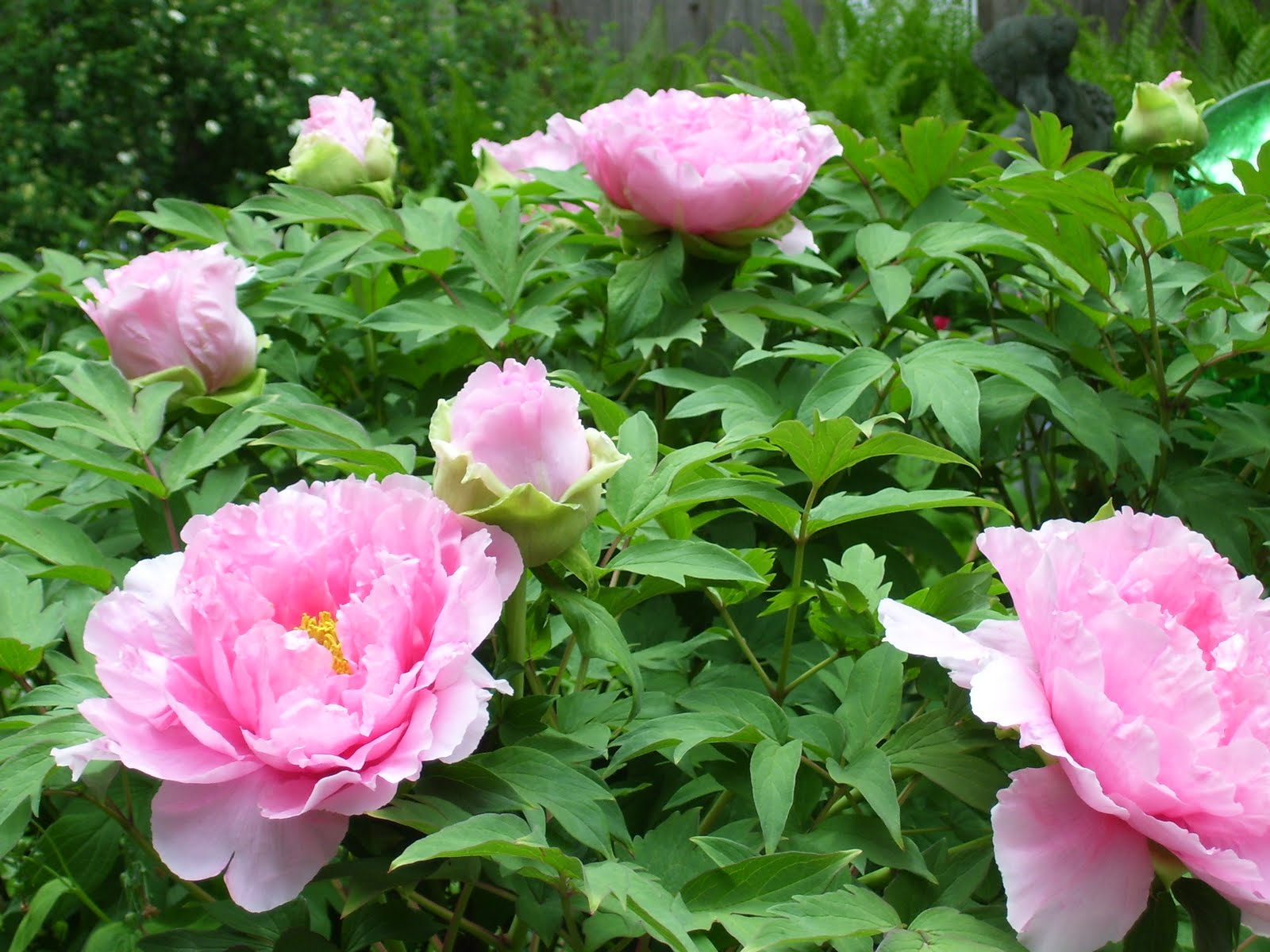 Talking to Plants Great Plants for Zone 4