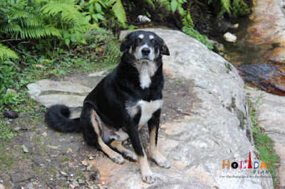 The dog which also went to trek with us The dog which also went to trek with us