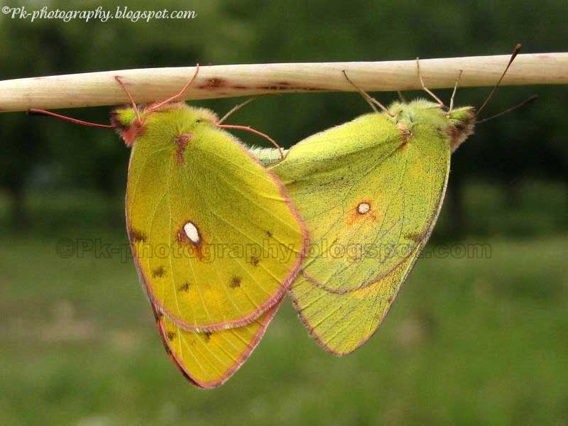m butterfly essay m butterfly essay