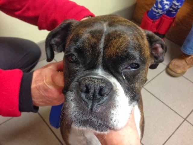 boxer dog eye ulcer treatment