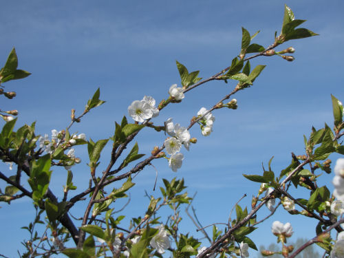 cherry blossoms