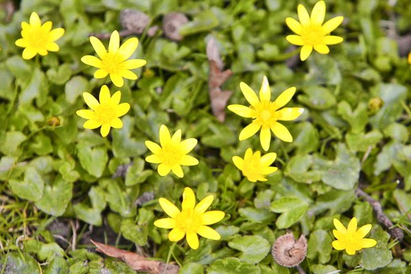 Picture of Celandine Flowers Leeds Celandine Flowers Leeds