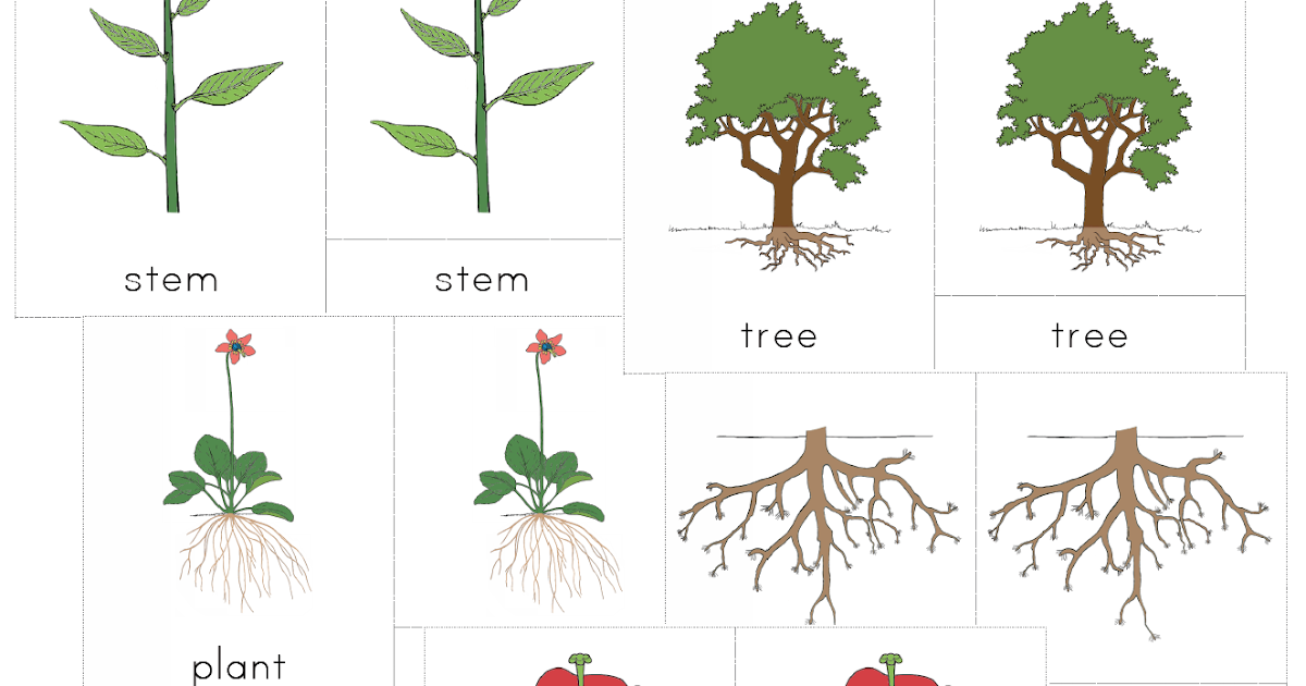 The Helpful Garden: Montessori Botany Nomenclature Set For Primary 3-6