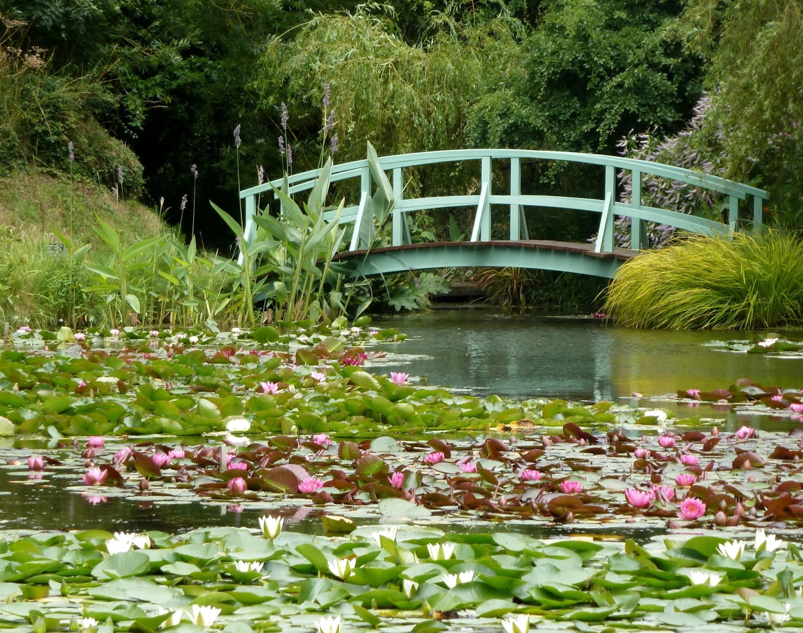 water-lilies-koi-pond