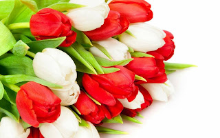Tulipanes blancos y rojos