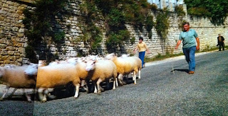 The Impressions de France sheep meandering on the road.