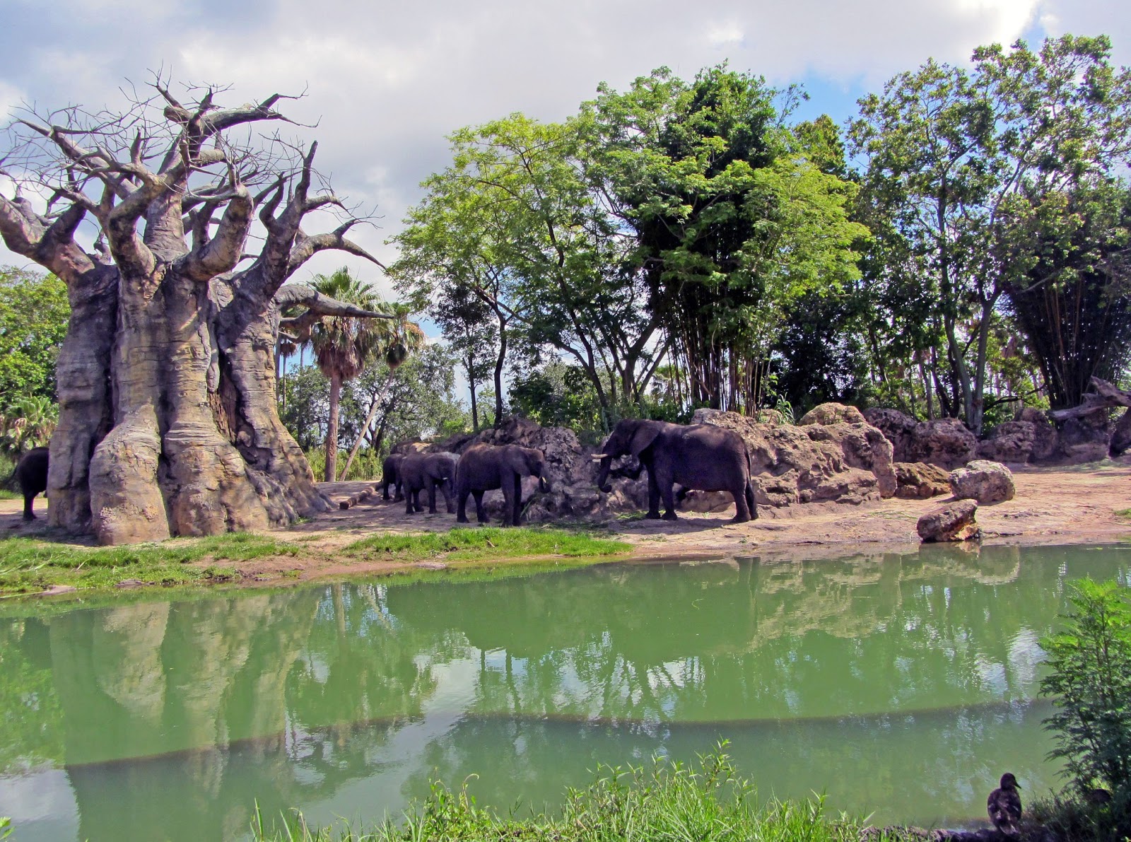 John and Sigrid's Adventures: Florida - Disney's The Animal Kingdom - 6