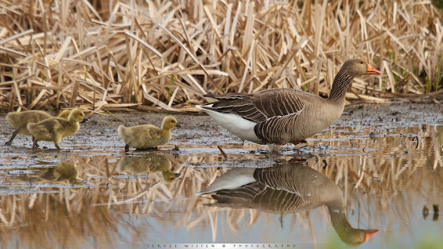 Grauwe Gans met kuikens - Greylag Goose with chicks - Anser anser