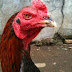 MITOS JENGGER AYAM BANGKOK