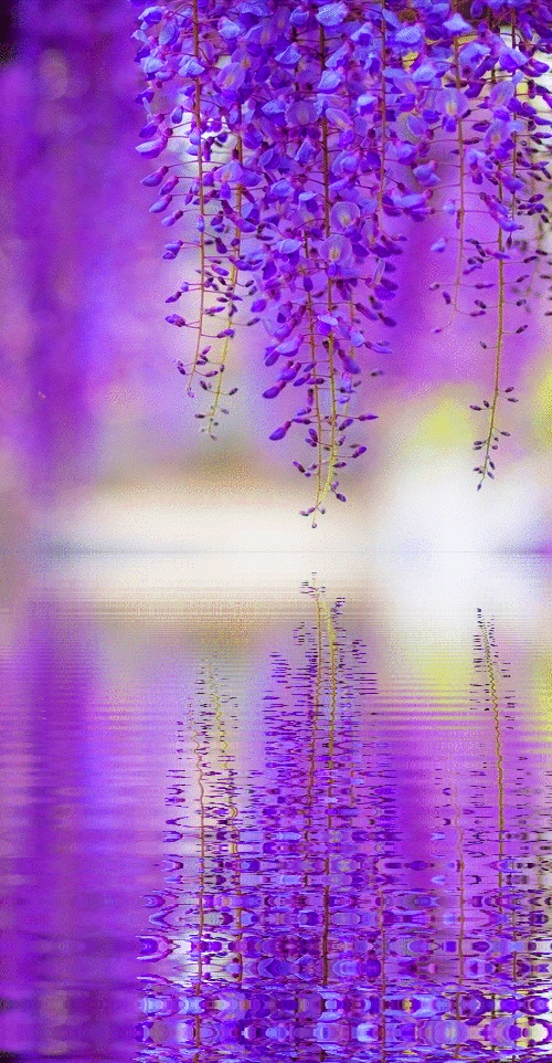 Stunning Flowers In Tokyo, Japan A1 Pictures