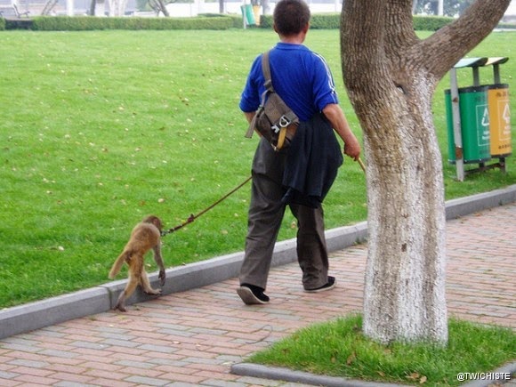 19 mascotas que pueden que sea ilegal tenerlas