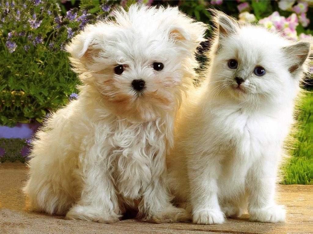http://4.bp.blogspot.com/-lQBJ0sGzon4/T0nY_3itViI/AAAAAAAAIQY/7QsUZjz2sHs/s1600/Kittens-Puppies-11-05-ccnan.jpg