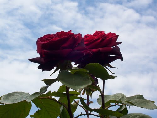 Ljubavni sat red rose